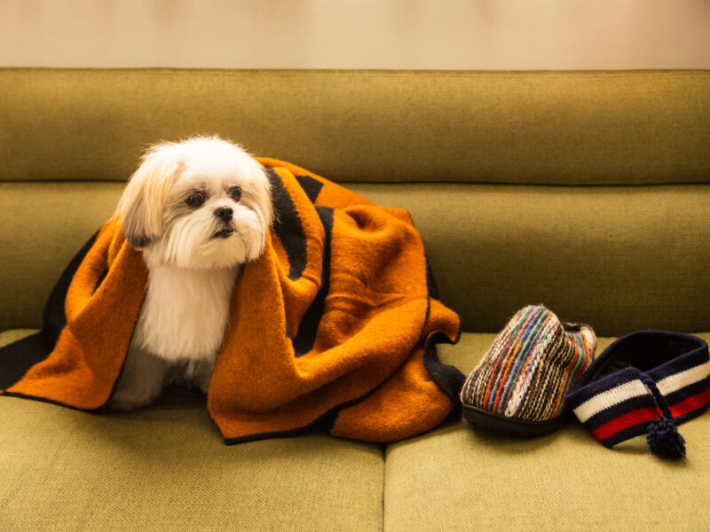 ふわモコに誘われて。モコゾウと楽しむ、＜SELECT by BAYCREW’S＞の冬日和。